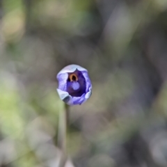 Thelymitra simulata at Bluetts Block (402, 403, 12, 11) - 27 Oct 2023