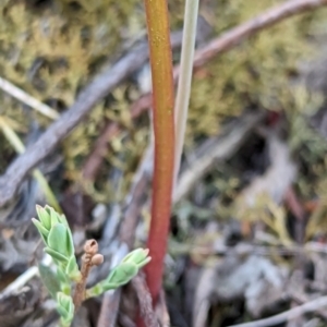 Thelymitra simulata at Bluetts Block (402, 403, 12, 11) - 27 Oct 2023