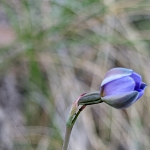 Thelymitra simulata at Bluetts Block (402, 403, 12, 11) - 27 Oct 2023