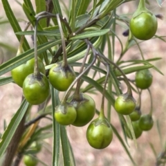 Solanum linearifolium (Kangaroo Apple) at Belconnen, ACT - 28 Oct 2023 by JimL