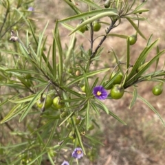 Solanum linearifolium at Belconnen, ACT - 28 Oct 2023 08:21 AM