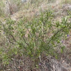 Solanum linearifolium at Belconnen, ACT - 28 Oct 2023 08:21 AM