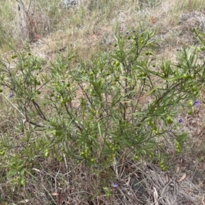 Solanum linearifolium at Belconnen, ACT - 28 Oct 2023