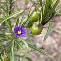 Solanum linearifolium at Belconnen, ACT - 28 Oct 2023