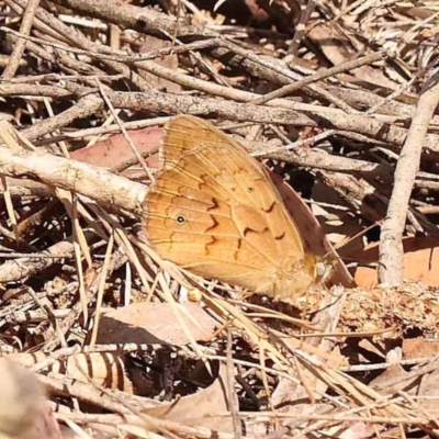 Heteronympha merope (Common Brown Butterfly) at Dryandra St Woodland - 23 Oct 2023 by ConBoekel