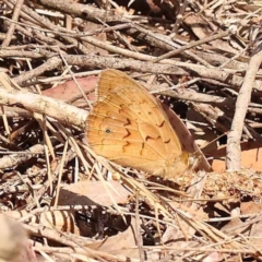Heteronympha merope (Common Brown Butterfly) at Acton, ACT - 23 Oct 2023 by ConBoekel