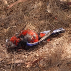 Platycercus elegans (Crimson Rosella) at Acton, ACT - 24 Oct 2023 by ConBoekel