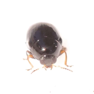 Cryptocephalinae (sub-family) at Dryandra St Woodland - 24 Oct 2023