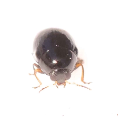Cryptocephalinae (sub-family) (A case-bearing leaf beetle) at Dryandra St Woodland - 23 Oct 2023 by ConBoekel