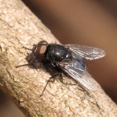 Calliphora vicina (European bluebottle) at Dryandra St Woodland - 23 Oct 2023 by ConBoekel