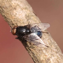 Calliphora vicina at O'Connor, ACT - 24 Oct 2023