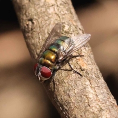 Chrysomya sp. (genus) (A green/blue blowfly) at Dryandra St Woodland - 23 Oct 2023 by ConBoekel