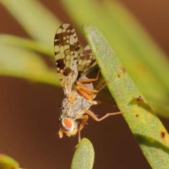 Austrotephritis poenia (Australian Fruit Fly) at Dryandra St Woodland - 23 Oct 2023 by ConBoekel