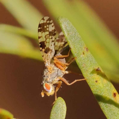 Austrotephritis poenia (Australian Fruit Fly) at O'Connor, ACT - 23 Oct 2023 by ConBoekel
