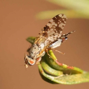 Austrotephritis poenia at O'Connor, ACT - 24 Oct 2023