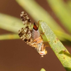 Austrotephritis poenia at O'Connor, ACT - 24 Oct 2023