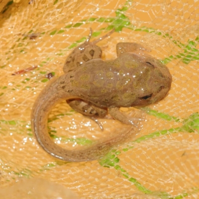 Limnodynastes tasmaniensis (Spotted Grass Frog) at Dryandra St Woodland - 24 Oct 2023 by ConBoekel
