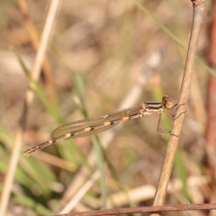 Austrolestes leda (Wandering Ringtail) at Dryandra St Woodland - 23 Oct 2023 by ConBoekel