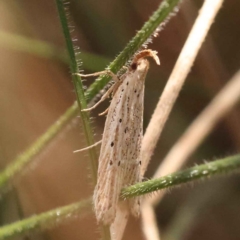 Gelechioidea (superfamily) (Unidentified Gelechioid moth) at Dryandra St Woodland - 24 Oct 2023 by ConBoekel