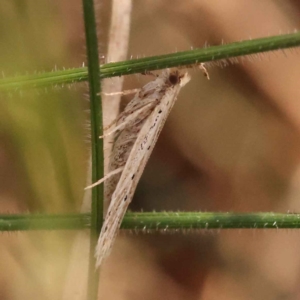 Gelechioidea (superfamily) at O'Connor, ACT - 24 Oct 2023