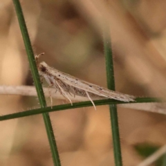 Gelechioidea (superfamily) at O'Connor, ACT - 24 Oct 2023