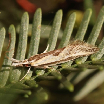 Thema macroscia (A concealer moth) at Dryandra St Woodland - 23 Oct 2023 by ConBoekel