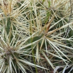 Cylindropuntia pallida (Hudson Pear ) at Deakin, ACT - 28 Oct 2023 by Steve818