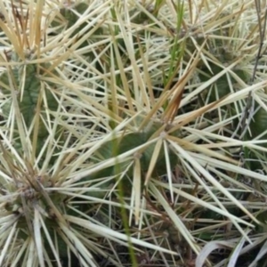 Cylindropuntia pallida at Deakin, ACT - 28 Oct 2023