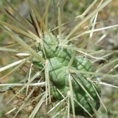 Cylindropuntia pallida at Deakin, ACT - 28 Oct 2023