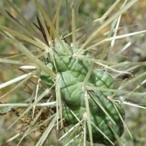 Cylindropuntia pallida at Deakin, ACT - 28 Oct 2023