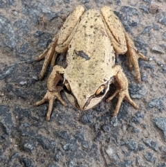 Litoria ewingii (Ewing's Tree Frog) at Gungahlin, ACT - 27 Oct 2023 by WalterEgo