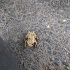 Litoria ewingii at Gungahlin, ACT - 28 Oct 2023