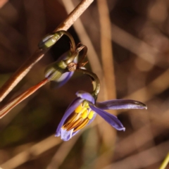 Dianella revoluta var. revoluta (Black-Anther Flax Lily) at O'Connor, ACT - 23 Oct 2023 by ConBoekel
