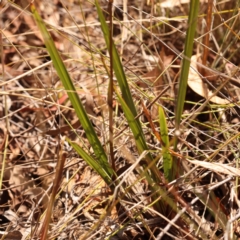 Dianella revoluta var. revoluta at O'Connor, ACT - 24 Oct 2023