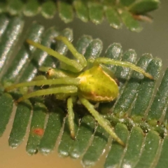 Unidentified Spider (Araneae) at Dryandra St Woodland - 23 Oct 2023 by ConBoekel