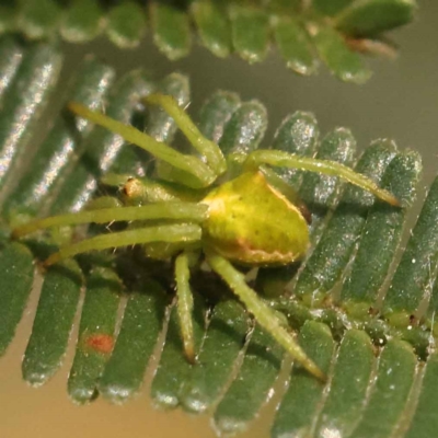 Unidentified Spider (Araneae) at Dryandra St Woodland - 23 Oct 2023 by ConBoekel