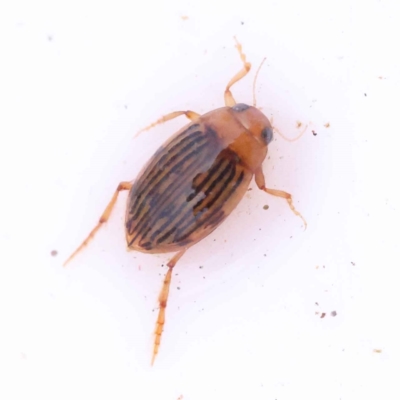 Necterosoma sp. (genus) (A diving beetle) at Dryandra St Woodland - 24 Oct 2023 by ConBoekel