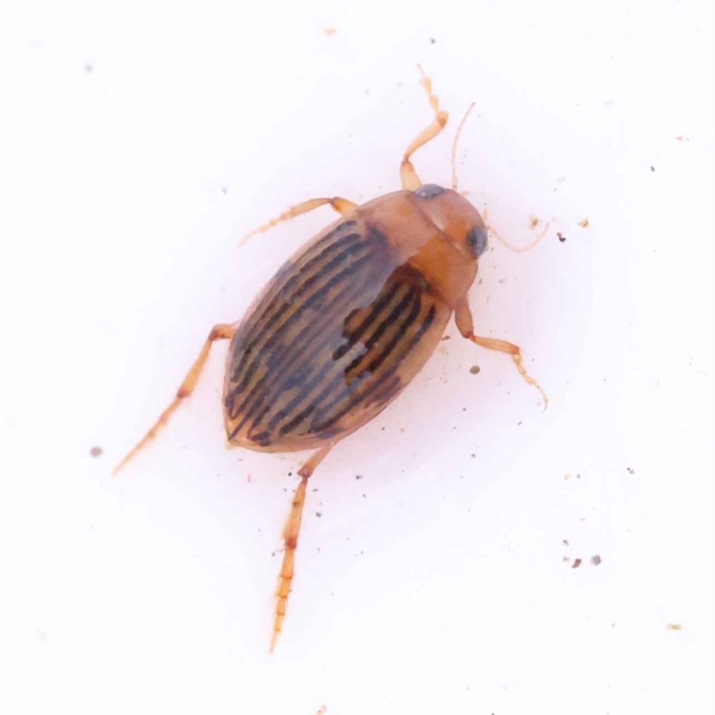 Necterosoma sp. (genus) at Dryandra St Woodland - 24 Oct 2023