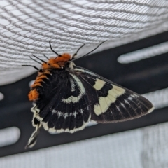 Phalaenoides glycinae (Grapevine Moth) at Page, ACT - 27 Oct 2023 by CattleDog