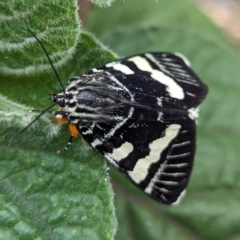 Phalaenoides glycinae at Page, ACT - 28 Oct 2023