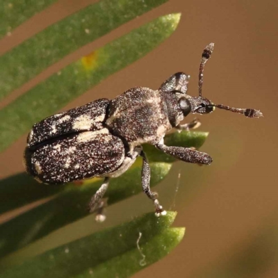 Neolaemosaccus sp. (genus) (A weevil) at O'Connor, ACT - 23 Oct 2023 by ConBoekel