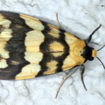 Termessa zonophanes (Double Yellow-patched Footman) at Ainslie, ACT - 23 Oct 2023 by jb2602