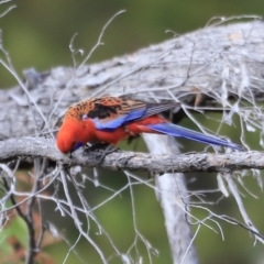 Platycercus elegans (Crimson Rosella) at The Pinnacle - 27 Oct 2023 by JimL