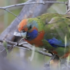 Platycercus elegans at Weetangera, ACT - 28 Oct 2023