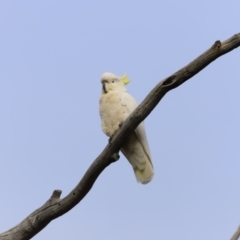 Cacatua galerita (Sulphur-crested Cockatoo) at Weetangera, ACT - 28 Oct 2023 by JimL