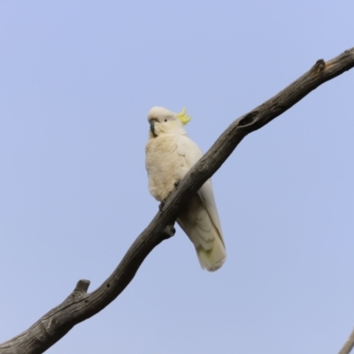 Cacatua galerita (Sulphur-crested Cockatoo) at Weetangera, ACT - 28 Oct 2023 by JimL