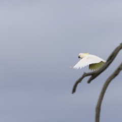 Cacatua galerita at Weetangera, ACT - 28 Oct 2023