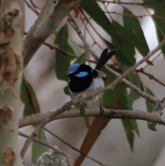 Malurus cyaneus (Superb Fairywren) at Belconnen, ACT - 28 Oct 2023 by JimL