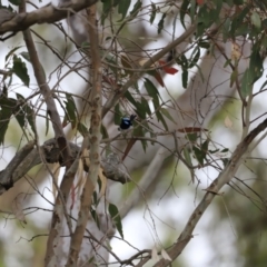 Malurus cyaneus at Belconnen, ACT - 28 Oct 2023 08:00 AM