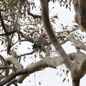 Eolophus roseicapilla at Whitlam, ACT - 28 Oct 2023